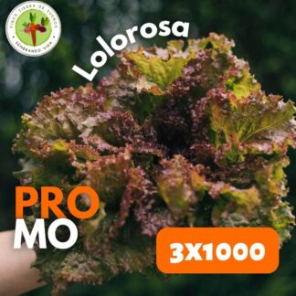 Promo Lechuga Lolorosa