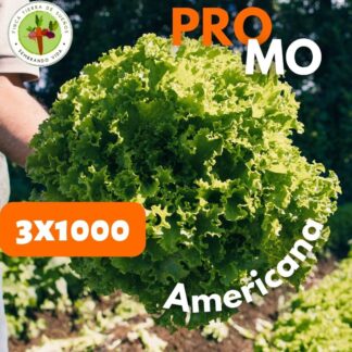 Promo Lechuga Americana