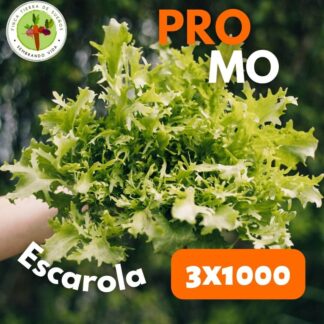 Promo Lechuga Escarola