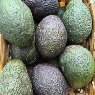 Aguacate