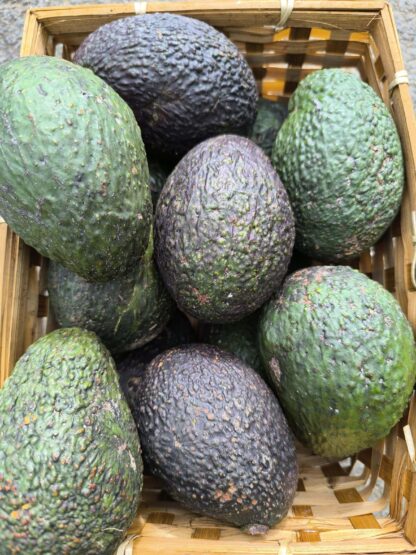 Aguacate