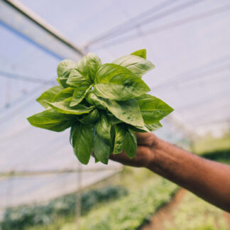 Albahaca