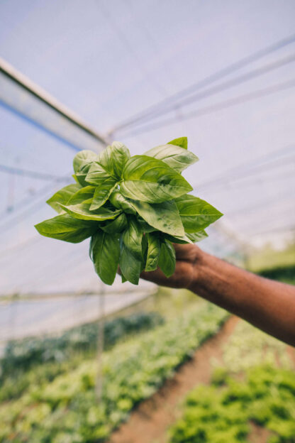 Albahaca