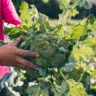 Brócoli