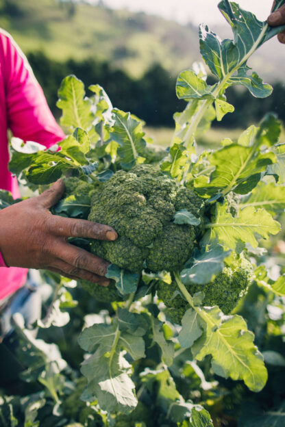 Brócoli