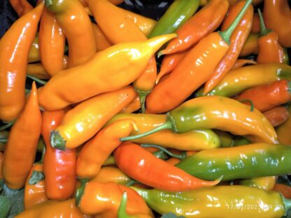 Chile Peruano Ají