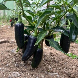 Chile Jalapeño