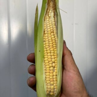 Elote