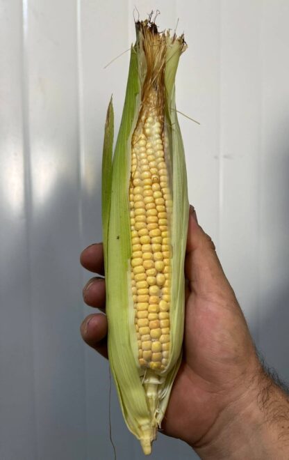 Elote