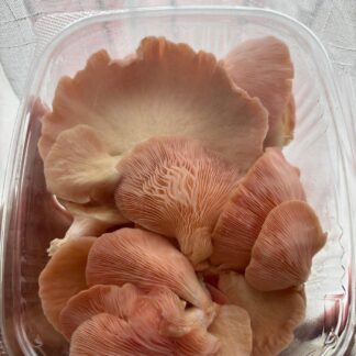 Hongo Ostra Rosado