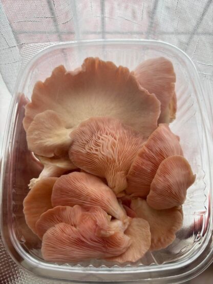 Hongo Ostra Rosado