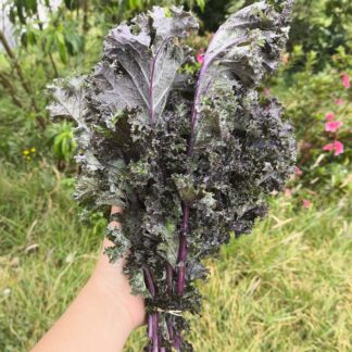 Kale Morado