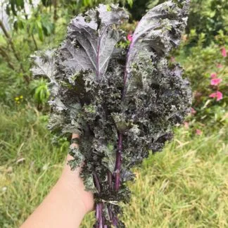 Kale Morado