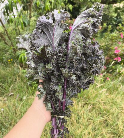 Kale Morado