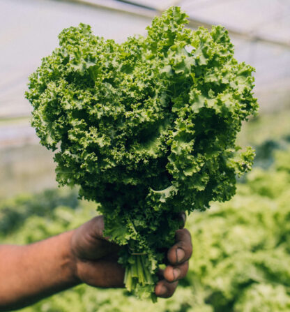 Kale Rizado