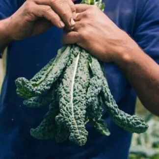 Kale Toscano