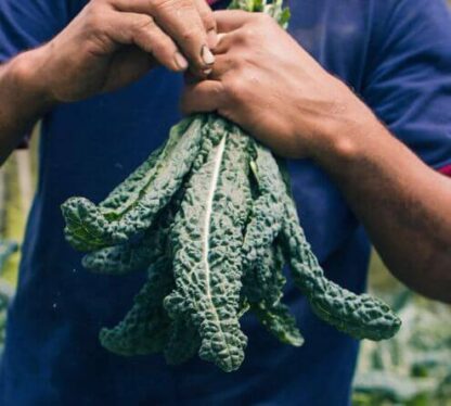 Kale Toscano