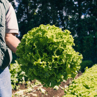 Lechuga Americana