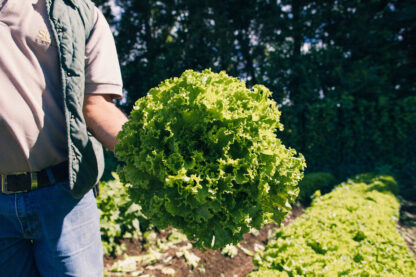 Lechuga Americana