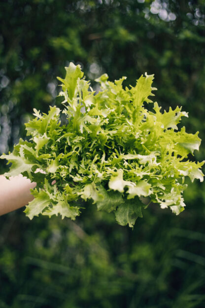 Lechuga Escarola