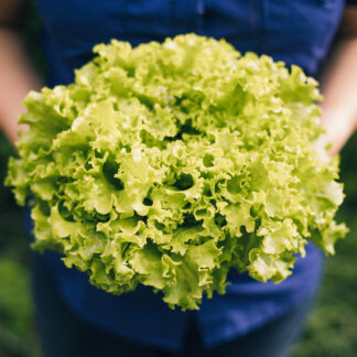 Lechuga Frezze