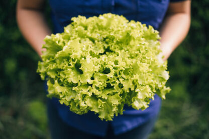 Lechuga Frezze