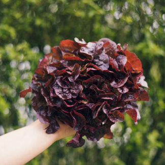 Lechuga Hoja Roble Roja