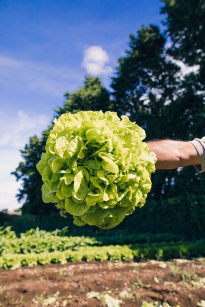 Lechuga Hoja Roble Verde