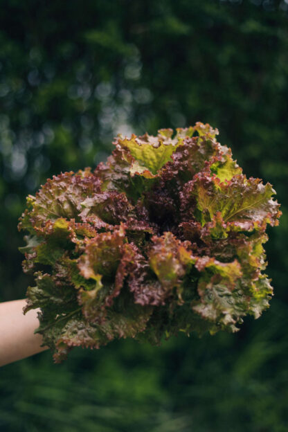 Lechuga Lolorosa