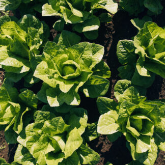 Lechuga Romana