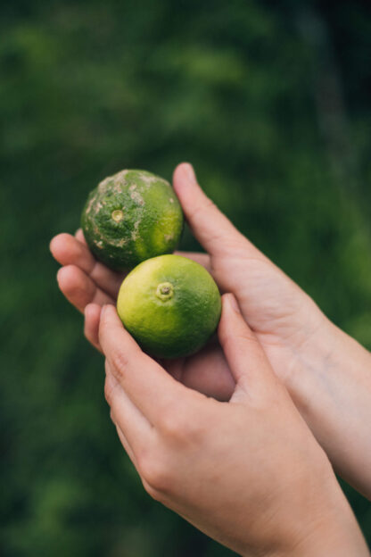 Limón Mandarina