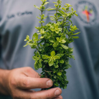 Menta
