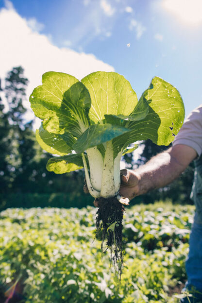 Pak Choi Blanco