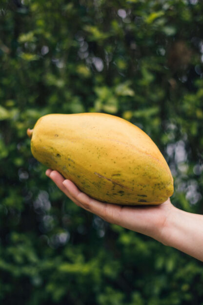 Papaya
