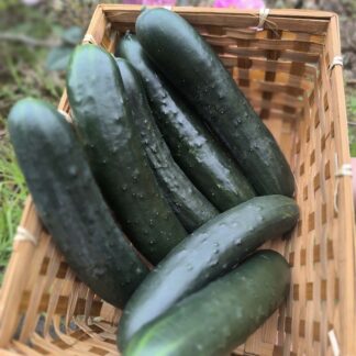 Pepino