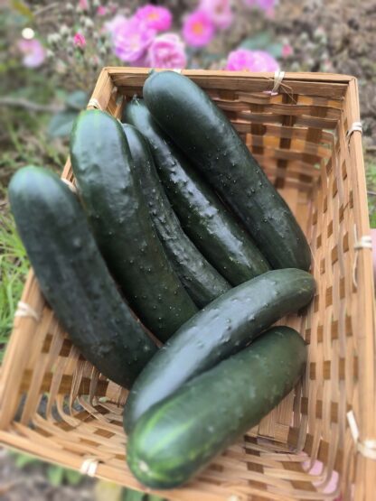 Pepino