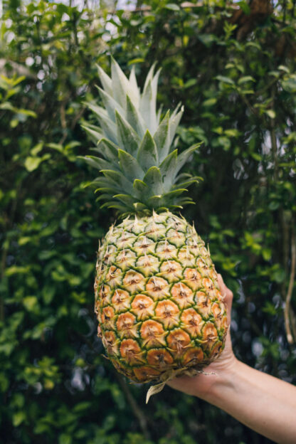Piña
