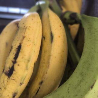 Plátano