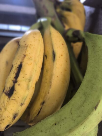 Plátano