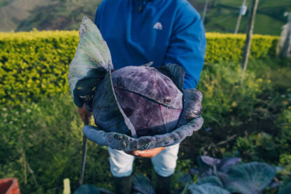 Repollo Morado