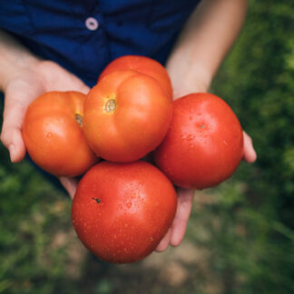 Tomate