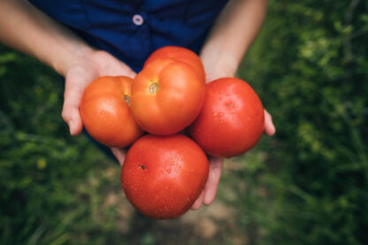 Tomate
