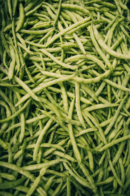 Vainica