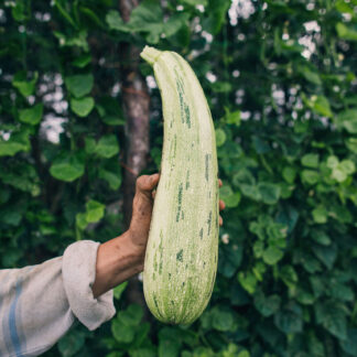 Zapallo o Zuchini