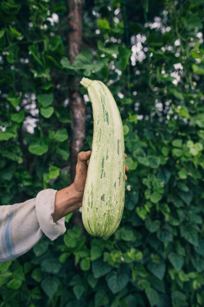 Zapallo o Zuchini