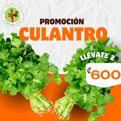 Oferta Culantro