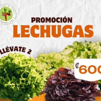 Oferta Lechugas
