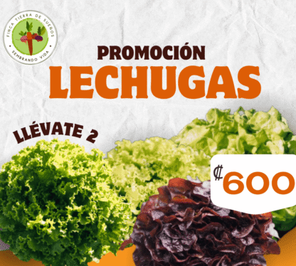 Oferta Lechugas